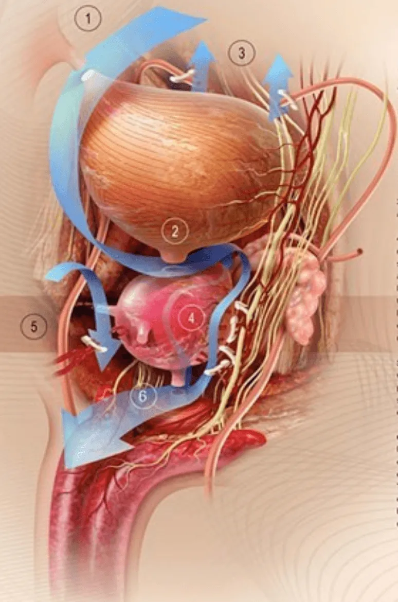 Anatomická ilustrácia prostaty a okolitých štruktúr